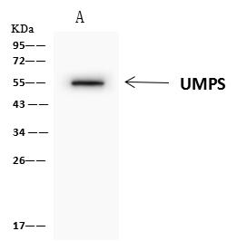 UMPS / OPRT Antibody - UMPS was immunoprecipitated using: Lane A: 0.5 mg NIH 3T3 Whole Cell Lysate. 4 uL anti-UMPS rabbit polyclonal antibody and 60 ug of Immunomagnetic beads Protein A/G. Primary antibody: Anti-UMPS rabbit polyclonal antibody, at 1:100 dilution. Secondary antibody: Clean-Blot IP Detection Reagent (HRP) at 1:1000 dilution. Developed using the ECL technique. Performed under reducing conditions. Predicted band size: 52 kDa. Observed band size: 52 kDa.