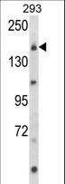 UNC13B Antibody - Western blot of UNC13B Antibody in 293 cell line lysates (35 ug/lane). UNC13B (arrow) was detected using the purified antibody.