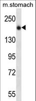UNC13B Antibody - UNC13B Antibody western blot of mouse stomach tissue lysates (35 ug/lane). The UNC13B antibody detected the UNC13B protein (arrow).