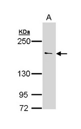 UNC13B Antibody - Sample (30 ug of whole cell lysate). A:293T. 5% SDS PAGE. UNC13B / MUNC13 antibody diluted at 1:500.