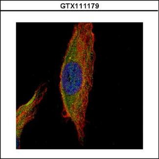 UNC13B Antibody - Confocal immunofluorescence analysis (Olympus FV10i) of methanol-fixed HeLa using UNC13B antibody (Green) at 1:500 dilution. Alpha-tubulin filaments were labeled with alpha-tubulin antibody (Red) at 1:2000.