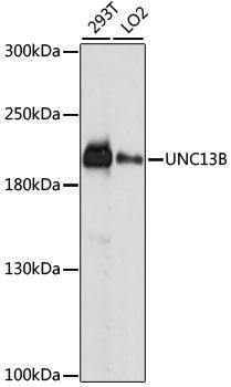 UNC13B Antibody - Western blot analysis of extracts of various cell lines using UNC13B Polyclonal Antibody at dilution of 1:1000.