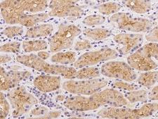 UNC13C Antibody - Immunochemical staining of human UNC13C in human kidney with rabbit polyclonal antibody at 1:100 dilution, formalin-fixed paraffin embedded sections.