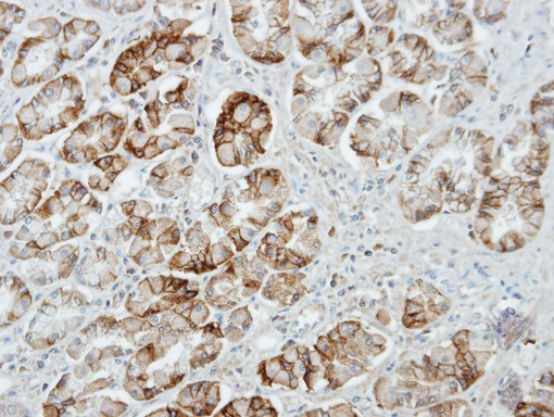 UNC13D Antibody - IHC of paraffin-embedded Stomach using UNC13D antibody at 1:100 dilution.