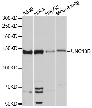 UNC13D Antibody - Western blot analysis of extracts of various cell lines, using UNC13D antibody at 1:3000 dilution. The secondary antibody used was an HRP Goat Anti-Rabbit IgG (H+L) at 1:10000 dilution. Lysates were loaded 25ug per lane and 3% nonfat dry milk in TBST was used for blocking. An ECL Kit was used for detection and the exposure time was 60s.