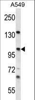UNC45A Antibody - UNC45A Antibody western blot of A549 cell line lysates (35 ug/lane). The UNC45A antibody detected the UNC45A protein (arrow).