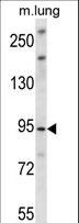 UNC45B Antibody - UNC45B Antibody western blot of mouse lung tissue lysates (35 ug/lane). The UNC45B antibody detected the UNC45B protein (arrow).