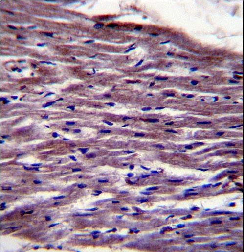 UNC45B Antibody - UNC45B Antibody immunohistochemistry of formalin-fixed and paraffin-embedded human heart tissue followed by peroxidase-conjugated secondary antibody and DAB staining.