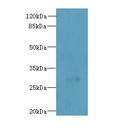UNC50 Antibody - Western blot. All lanes: UNC50 antibody at 0.2 ug/ml+ 293T whole cell lysate Goat polyclonal to rabbit at 1:10000 dilution. Predicted band size: 30 kDa. Observed band size: 30 kDa.