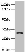 UNC50 Antibody - Western blot All lanes: UNC50 antibody at 0.2µg/ml + 293T whole cell lysate Secondary Goat polyclonal to rabbit IgG at 1/10000 dilution Predicted band size: 30 kDa Observed band size: 30 kDa