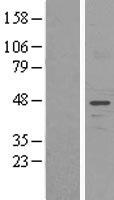 UNC50 Protein - Western validation with an anti-DDK antibody * L: Control HEK293 lysate R: Over-expression lysate