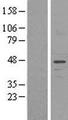 UNC50 Protein - Western validation with an anti-DDK antibody * L: Control HEK293 lysate R: Over-expression lysate