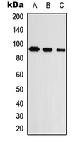 UNC5A Antibody - Western blot analysis of UNC5A expression in HEK293T (A); Raw264.7 (B); PC12 (C) whole cell lysates.