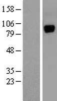UNC5A Protein - Western validation with an anti-DDK antibody * L: Control HEK293 lysate R: Over-expression lysate