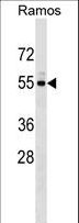 UNC5CL Antibody - UNC5CL Antibody western blot of Ramos cell line lysates (35 ug/lane). The UNC5CL antibody detected the UNC5CL protein (arrow).
