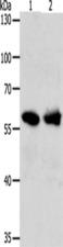UNC5CL Antibody - Western blot analysis of 293T cells  using UNC5CL Polyclonal Antibody at dilution of 1:850