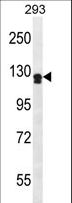 UNC5D Antibody - UNC5D Antibody western blot of 293 cell line lysates (35 ug/lane). The UNC5D antibody detected the UNC5D protein (arrow).