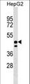 UNC93A Antibody - UNC93A Antibody western blot of HepG2 cell line lysates (35 ug/lane). The UNC93A antibody detected the UNC93A protein (arrow).