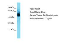 UNCX Antibody -  This image was taken for the unconjugated form of this product. Other forms have not been tested.