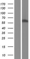 UNCX Protein - Western validation with an anti-DDK antibody * L: Control HEK293 lysate R: Over-expression lysate