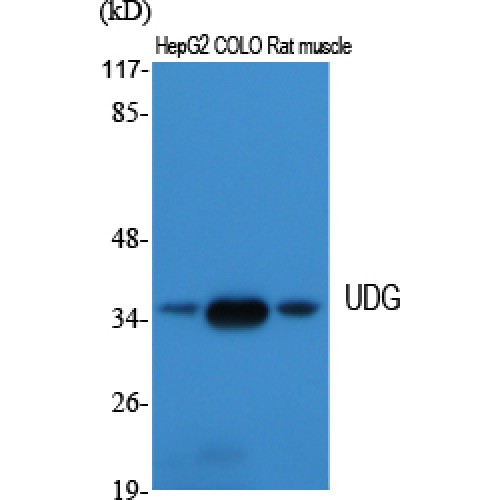 UNG / Uracil DNA Glycosylase Antibody - Western blot of UDG antibody