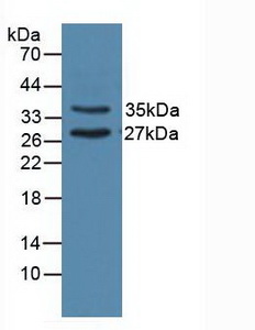UNG / Uracil DNA Glycosylase Antibody - Western Blot; Sample: Porcine Heart Tissue.