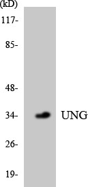 UNG / Uracil DNA Glycosylase Antibody - Western blot analysis of the lysates from HepG2 cells using UNG antibody.