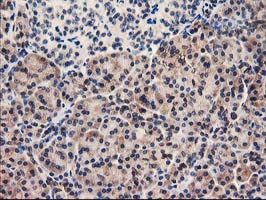 UNG / Uracil DNA Glycosylase Antibody - IHC of paraffin-embedded Human pancreas tissue using anti-UNG mouse monoclonal antibody.
