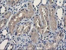 UNG / Uracil DNA Glycosylase Antibody - IHC of paraffin-embedded Human Kidney tissue using anti-UNG mouse monoclonal antibody.