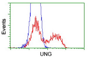 UNG / Uracil DNA Glycosylase Antibody - HEK293T cells transfected with either overexpress plasmid (Red) or empty vector control plasmid (Blue) were immunostained by anti-UNG antibody, and then analyzed by flow cytometry.