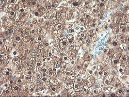 UNG / Uracil DNA Glycosylase Antibody - IHC of paraffin-embedded Human liver tissue using anti-UNG mouse monoclonal antibody.