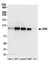 UNK Antibody - Detection of human and mouse UNK by western blot. Samples: Whole cell lysate (50 µg) from HeLa, HEK293T, Jurkat, mouse TCMK-1, and mouse NIH 3T3 cells prepared using NETN lysis buffer. Antibodies: Affinity purified rabbit anti-UNK antibody used for WB at 0.1 µg/ml. Detection: Chemiluminescence with an exposure time of 30 seconds.
