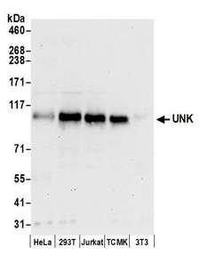 UNK Antibody - Detection of human and mouse UNK by western blot. Samples: Whole cell lysate (50 µg) from HeLa, HEK293T, Jurkat, mouse TCMK-1, and mouse NIH 3T3 cells prepared using NETN lysis buffer. Antibodies: Affinity purified rabbit anti-UNK antibody used for WB at 0.1 µg/ml. Detection: Chemiluminescence with an exposure time of 30 seconds.