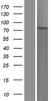 UNKL Protein - Western validation with an anti-DDK antibody * L: Control HEK293 lysate R: Over-expression lysate