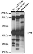 UPB1 Antibody - Western blot analysis of extracts of various cell lines, using UPB1 antibody at 1:1000 dilution. The secondary antibody used was an HRP Goat Anti-Rabbit IgG (H+L) at 1:10000 dilution. Lysates were loaded 25ug per lane and 3% nonfat dry milk in TBST was used for blocking. An ECL Kit was used for detection and the exposure time was 30s.