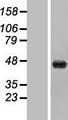 UPB1 Protein - Western validation with an anti-DDK antibody * L: Control HEK293 lysate R: Over-expression lysate