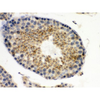 UPF3B Antibody - UPF3B/RENT3B antibody IHC-paraffin. IHC(P): Mouse Testis Tissue.