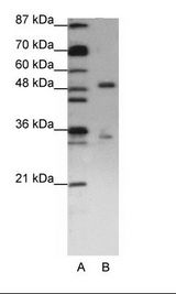 UPF3B Antibody - A: Marker, B: Jurkat Cell Lysate.  This image was taken for the unconjugated form of this product. Other forms have not been tested.