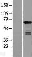 UPF3B Protein - Western validation with an anti-DDK antibody * L: Control HEK293 lysate R: Over-expression lysate