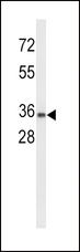 UPK1A / Uroplakin 1A Antibody - Western blot of UPK1A Antibody in K562 cell line lysates (35 ug/lane). UPK1A (arrow) was detected using the purified antibody.