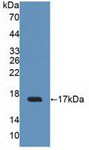 UPK2 / UPII / Uroplakin 2 Antibody - Western Blot; Sample: Recombinant UPK2, Human.