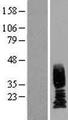 UPK2 / UPII / Uroplakin 2 Protein - Western validation with an anti-DDK antibody * L: Control HEK293 lysate R: Over-expression lysate