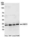 UQCC1/ UQCC Antibody - Detection of human and mouse UQCC1 by western blot. Samples: Whole cell lysate (50 µg) from HeLa, HEK293T, Jurkat, and mouse TCMK-1 cells prepared using NETN lysis buffer. Antibody: Affinity purified rabbit anti-UQCC1 antibody used for WB at 0.4 µg/ml. Detection: Chemiluminescence with an exposure time of 30 seconds.