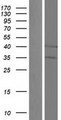 UQCC1/ UQCC Protein - Western validation with an anti-DDK antibody * L: Control HEK293 lysate R: Over-expression lysate