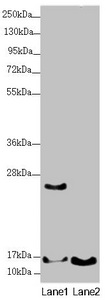 UQCC2 / MNF1 Antibody - Western blot All Lanes:UQCC2 antibody at 1.74 ug/ml Lane 1: 293T whole cell lysate Lane 2: A431 whole cell lysate Secondary Goat polyclonal to rabbit IgG at 1/10000 dilution Predicted band size: 15 kDa Observed band size: 15,25 kDa