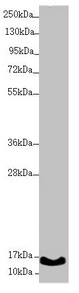 UQCC2 / MNF1 Antibody - Western blot All lanes: UQCC2 antibody at 1.74µg/ml + A431 whole cell lysate Secondary Goat polyclonal to rabbit IgG at 1/10000 dilution Predicted band size: 15 kDa Observed band size: 15 kDa