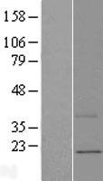 UQCC2 / MNF1 Protein - Western validation with an anti-DDK antibody * L: Control HEK293 lysate R: Over-expression lysate