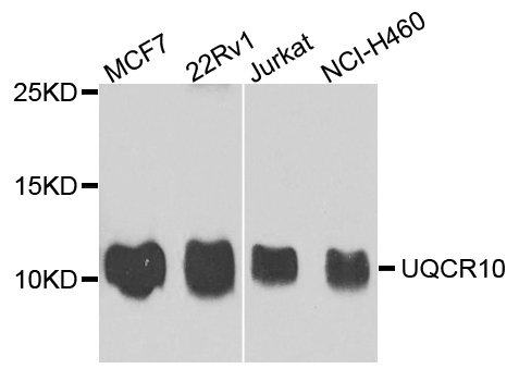 UQCR10 / UCRC Antibody - Western blot analysis of extract of various cells.
