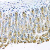 UQCR10 / UCRC Antibody - Immunohistochemistry of paraffin-embedded mouse stomach tissue.