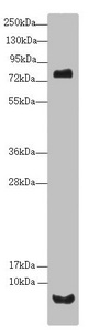UQCR10 / UCRC Antibody - Western blot All Lanes:UQCR10 antibody at 2.02 ug/ml+ HepG-2 whole cell lysate Secondary Goat polyclonal to rabbit IgG at 1/10000 dilution Predicted band size: 8,7 kDa Observed band size: 7,80 kDa
